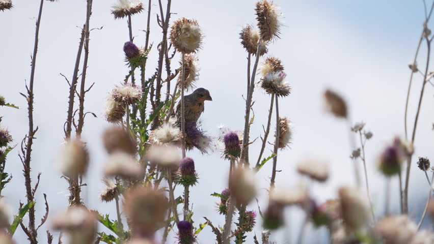 Finch pulling out seeds from thistle in the Utah wilderness.