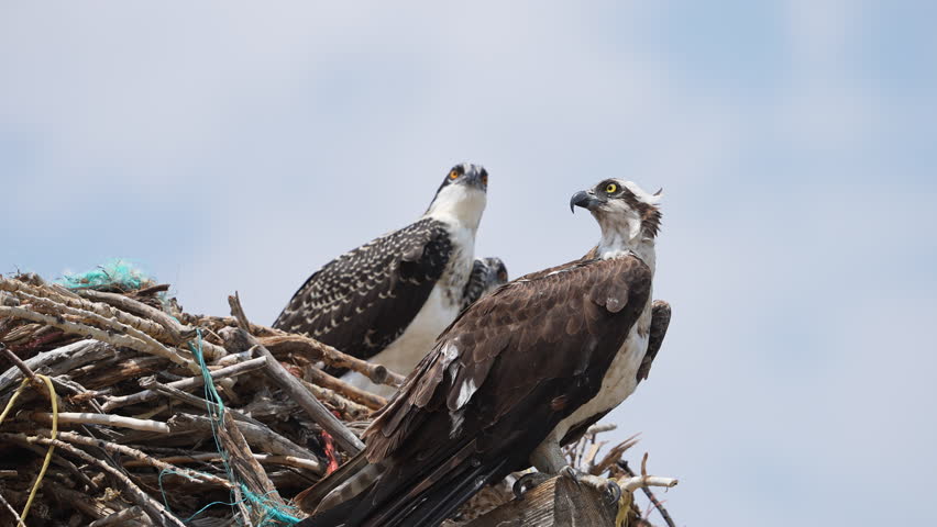 Adult Osprey with juveniles at their nest as they look around.