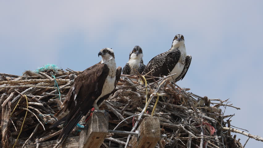 Osprey adult perched next to the nest with juveniles in it as they look around.