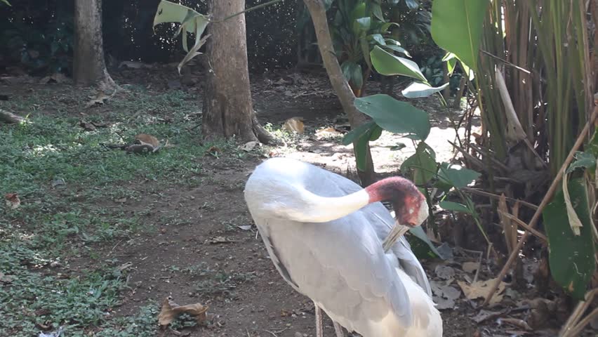 A stanley crane or blue crane walks on display in the aviary enclosure at the Eco Green Park Batu educational zoo