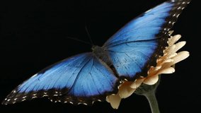Slow motion beautiful blue silk morpho butterfly opening wings on daisy flower - Powered by Shutterstock - Get 15% off with code: PIKWIZARD15