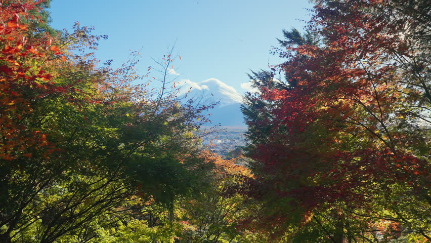 Mount Fuji view in Autumn season, colorful fall foliage leaves at Chureito Pagoda, Yamanashi, Japan. Landmark for tourists attraction. Japan Travel, Destination, Vacation and season change concept