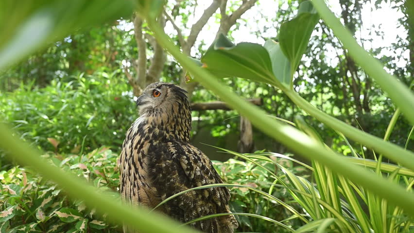  Eurasian eagle owl, Bubo bubo perching on stone among green plants
