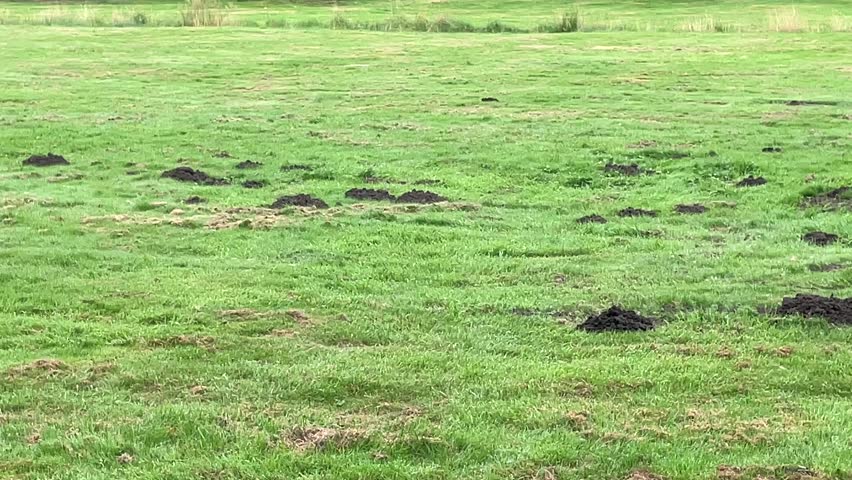 Green meadow with fresh molehills