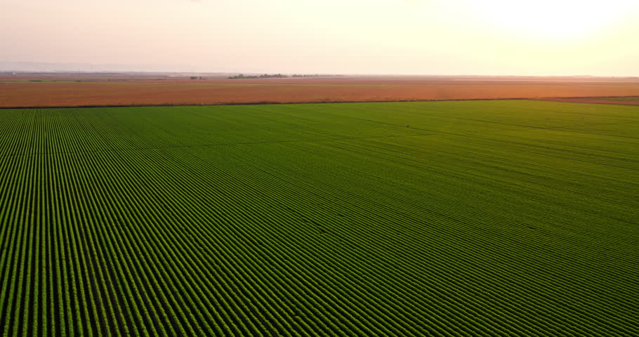 Green agricultural carrot field farm at sunset