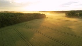 High angle shot of golden sunset on a wheat field with woods surrounding it. Fog and mist seen from a drone. Flying footage of beautiful rural landscape on a summer evening. Golden hour farmland.
 - Powered by Shutterstock - Get 15% off with code: PIKWIZARD15