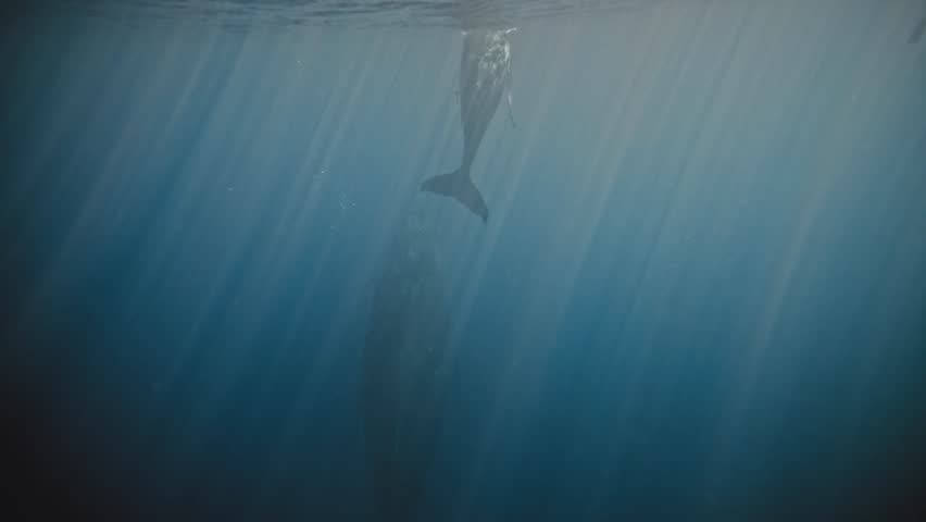 
Humpback Whales, Whales, Diver, Photographer, Ocean, Marine Life, Underwater, Sea, Whale Watching, Wildlife, Deep Sea, Nature, Conservation, Adventure, Scuba Diving, Photography, Marine Biology, 