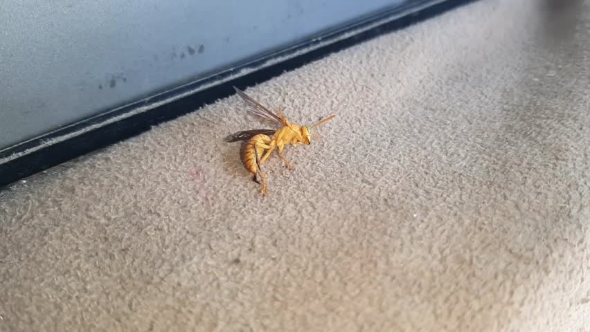 Slow motion footage of Yellow paper wasp is dying. Polistes flavus, also known as the yellow paper wasp, is a species of paper wasp in the family Vespidae. Beatiful 4K Footage.