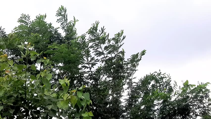 High Wind blowing trees in a cloudy day. Green trees bend in storm. Tree is Bent by the Strong. Looking up trees blowing in the wind with blue sky. It is refresh for looking on summer time. 4k footage