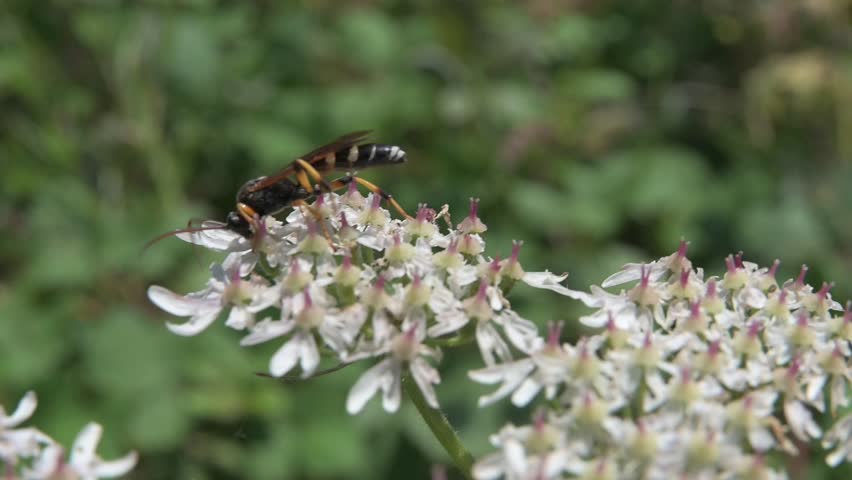 Ichneumon Wasp (Ichneumon sarcitorius) male on a Cow Parsley flowerhead.  July, Kent, UK. [Slow motion x5]