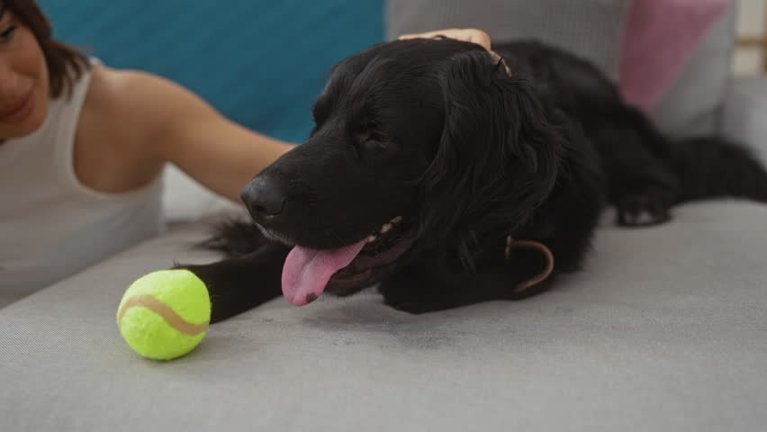A woman in a living room affectionately pets a black dog with its tongue out, with a tennis ball in front of the dog.