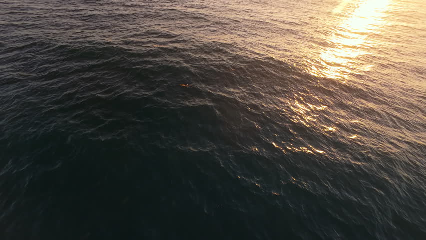 A stunning 4K aerial shot by an FPV drone captures pelicans soaring over the serene Malibu coastline at sunset, highlighting the connection between wildlife and nature in California, USA