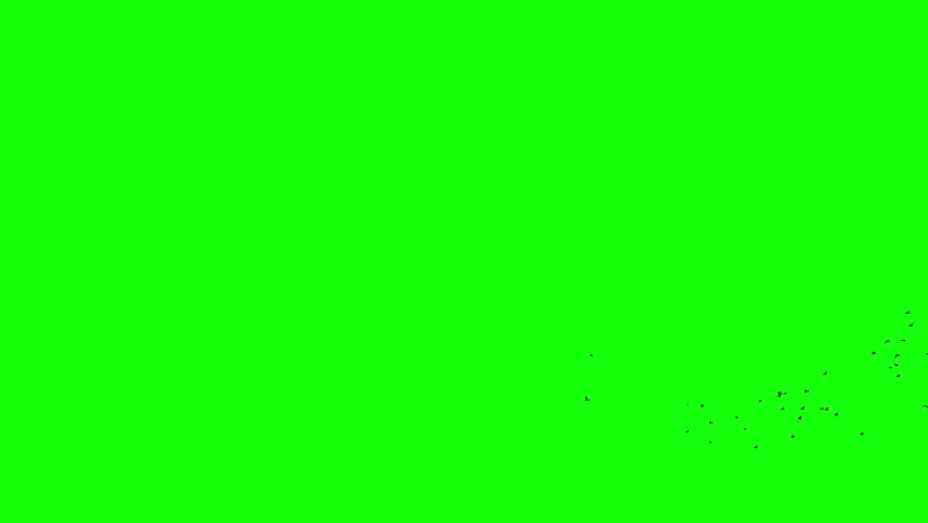 A flock of black birds flying freely from right corner, a group of pigeons chroma key green screen. Silhouettes of Migrating Birds in motion far in the sky. Sparrows or Swallows. For compositing VFX