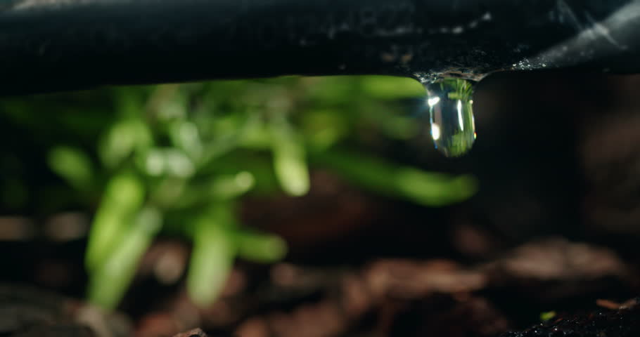 Sunlit water droplets dripping from a drip irrigation pipe, close-up view. Slow motion video