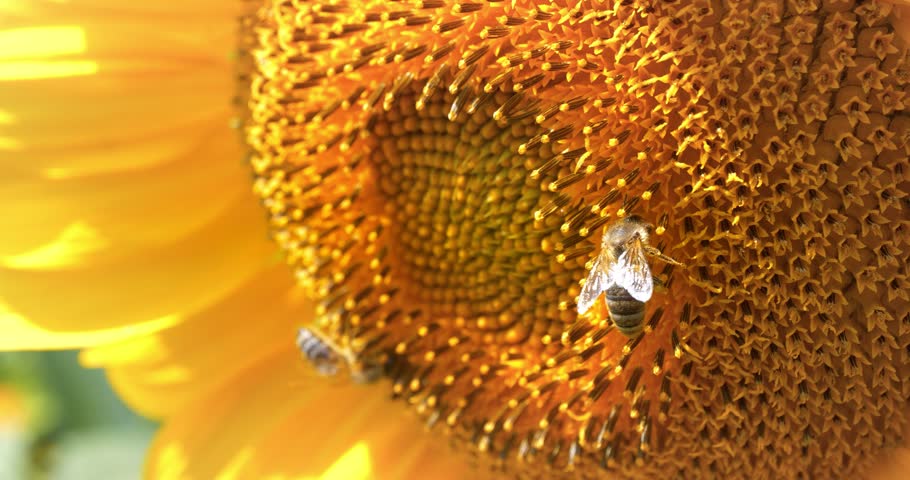 Beautiful sunflower with bees. Cinema 4K 60fps close-up shot video