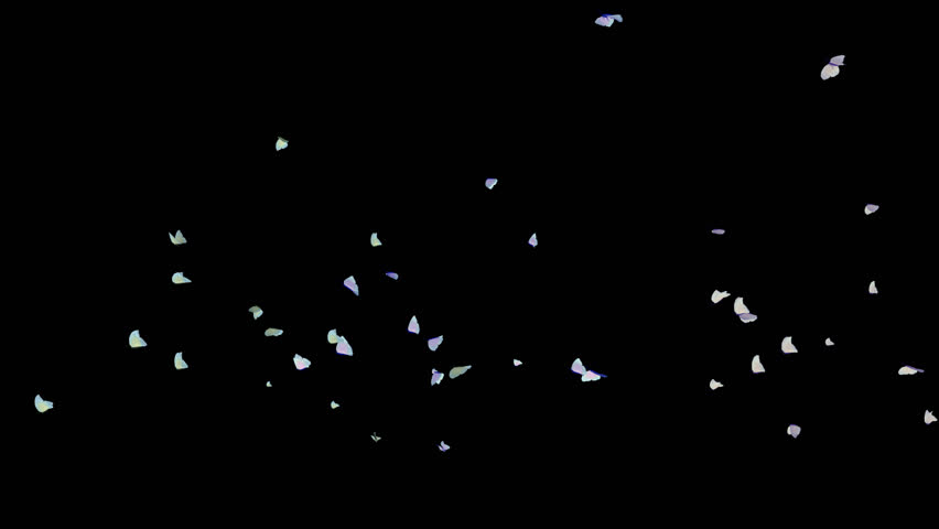 Butterfly Crowds Pass on alpha channel.3D rendering. You can place on footage or background and easier to change colour.