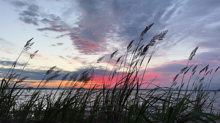 Grass on lakeside beach at dusk or after sunset. Reeds in the wind, dramatic colored sky on background. Summer evening on sea coastline 