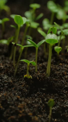 Growing seeds rising from soil vertical time lapse video.