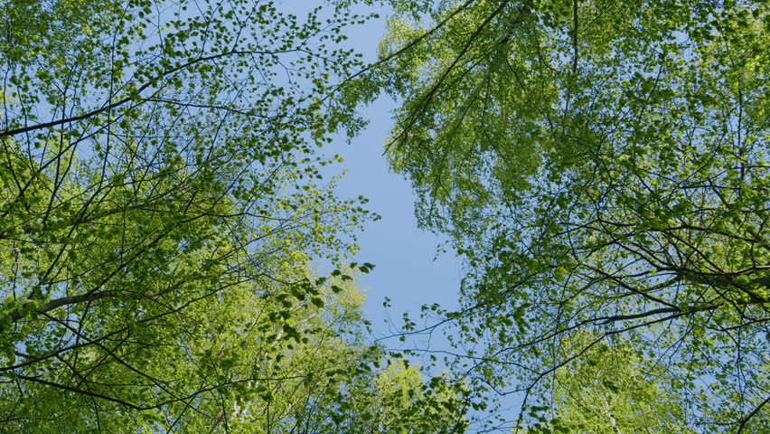 Tops Of Trees In Deciduous Forest On Background Of Blue Sky. Clear Blue Sky Gently Shining Through Fresh Green Treetops In A Forest.