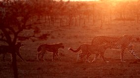 A cheetah looks around and walks in a pack Animal Kingdom 4K scenery Slow Motion
 - Powered by Shutterstock - Get 15% off with code: PIKWIZARD15