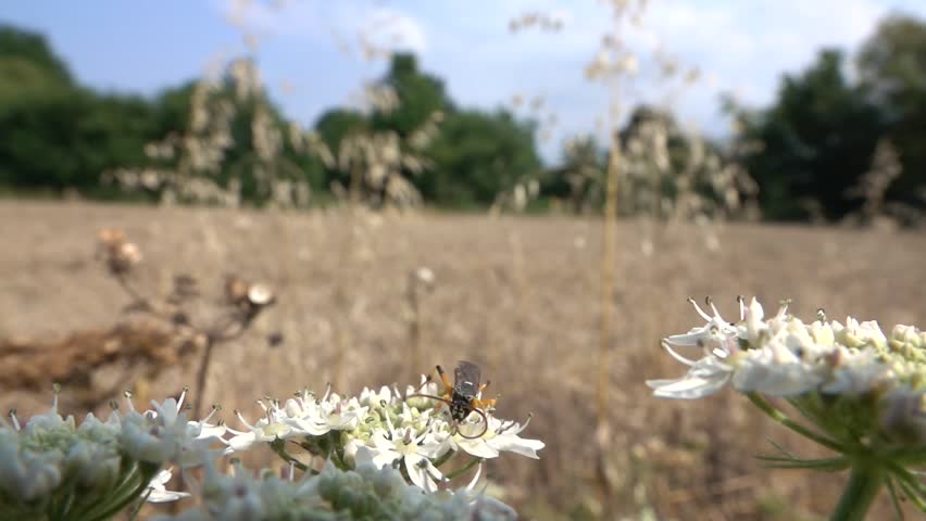 Ichneumon Wasp (Ichneumon sarcitorius) male on a Cow Parsley flowerhead, flying away.  July, Kent, UK. [Slow motion x10]