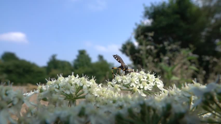 Ichneumon Wasp (Ichneumon sarcitorius) male on a Cow Parsley flowerhead.  July, Kent, UK. [Slow motion x10]