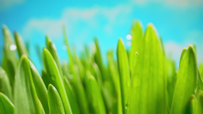 The Camera Slowly Moves Through the Leaves of Lush Green Grass Early in the Morning Against the Backdrop of a Blue Sky. Spring Morning in Nature, Sun Breaks Through the Stalks of Fresh Grass
