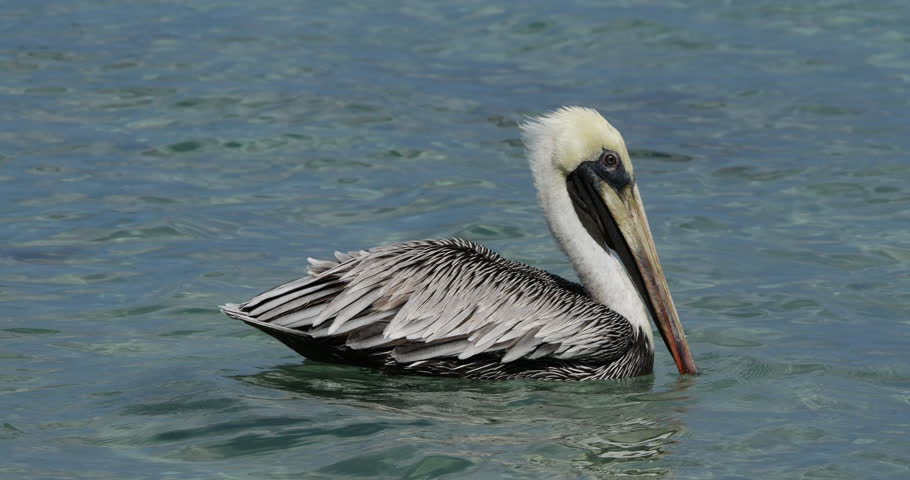Brown pelican (Pelecanus occidentalis), Guadeloupe, french caribbean islands