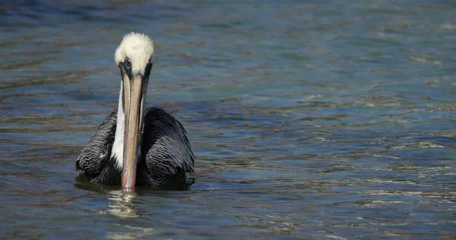 Brown pelican (Pelecanus occidentalis), Guadeloupe, french caribbean islands