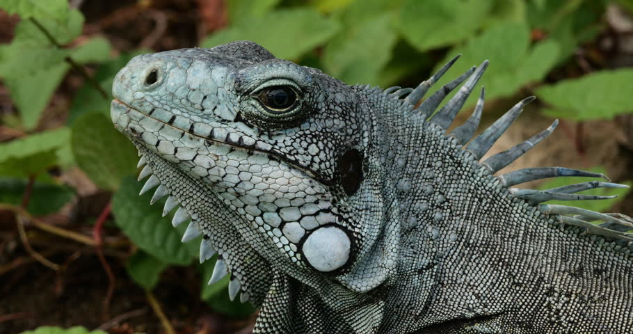 Lesser Antillean iguana (Iguana delicatissima), Guadeloupe, french caribbean islands