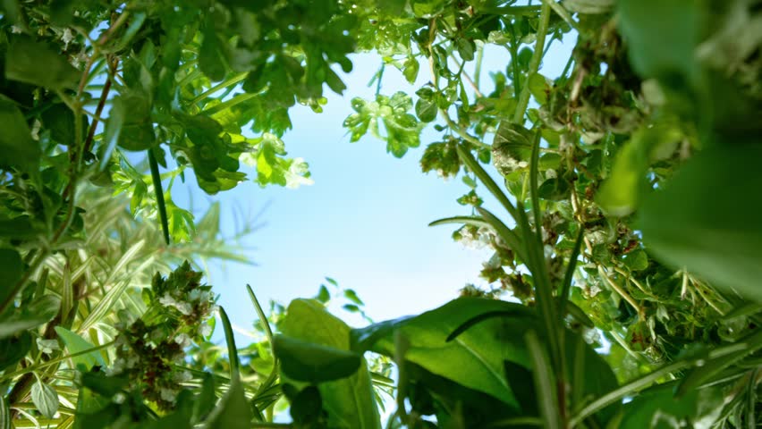 unique perspective - a view of a flowerbed of fresh herbs from below, macro, slow motion