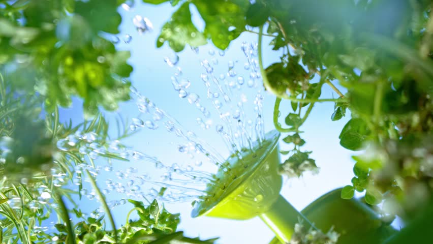 unique perspective - a view of a flowerbed of fresh herbs from below, macro, slow motion