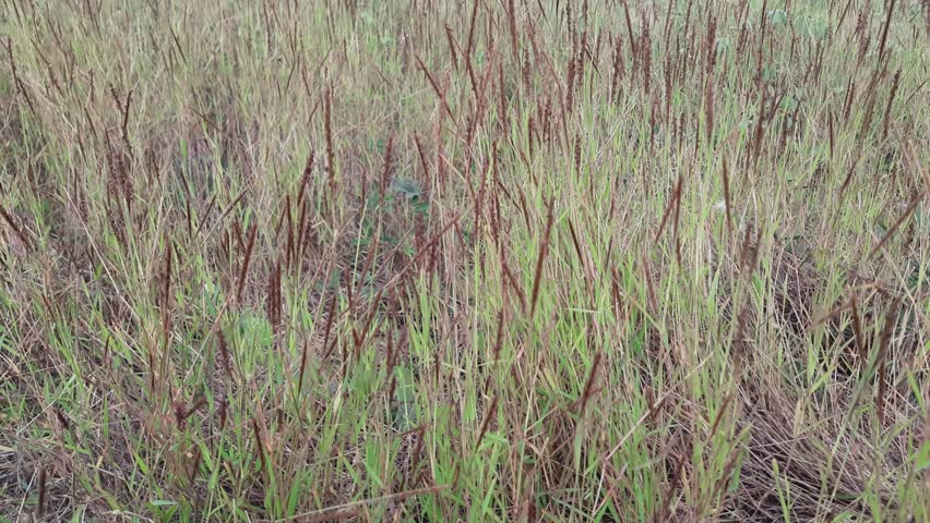 Patch of meadow in the afternoon, Andropogon gerardi, tall bluestem, bluejoint, turkeyfoot