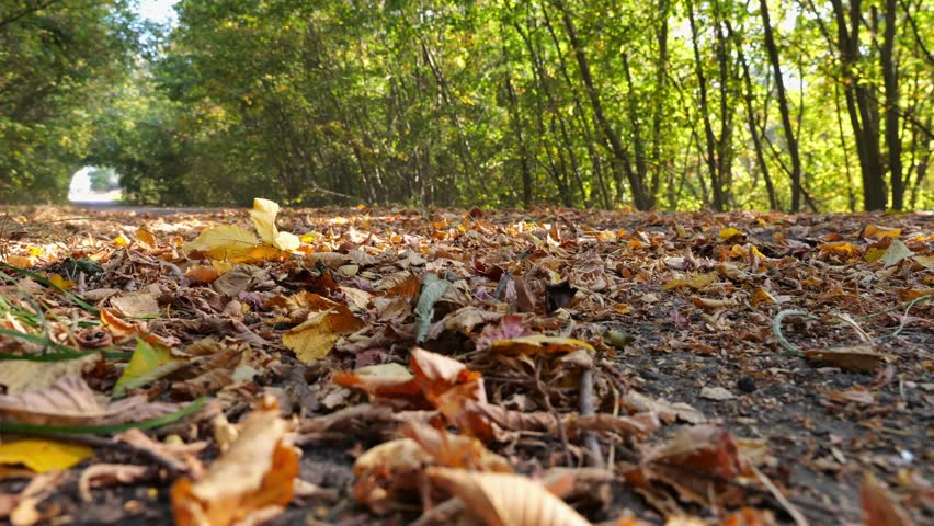 Powerful electrical car crossing through alley. Black electric sedan driving fast along an empty road on yellow leaves. Colorful autumn foliage flying out from under wheel of auto. Low view