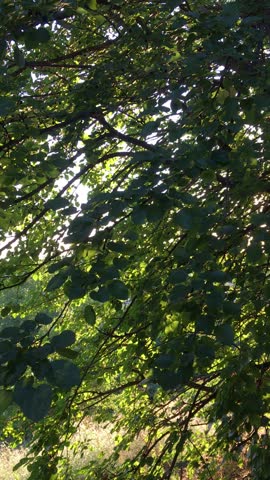 Tour around summer: from the magic place in the secret garden take a vertical glimpse on the green tree branches hanging over the lawn covered with bleached herbs and lit by the bright afternoon sun.