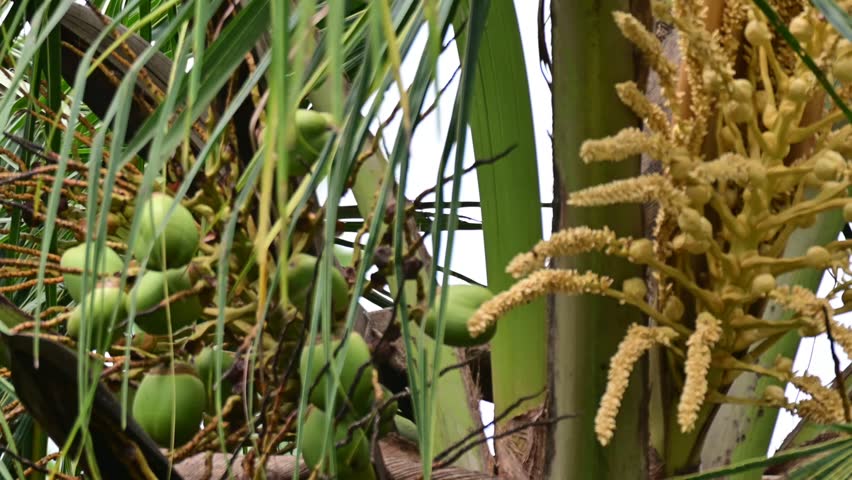 Honey bees of different sizes visiting an inflorescence of coconut tree and pollinating the flowers.