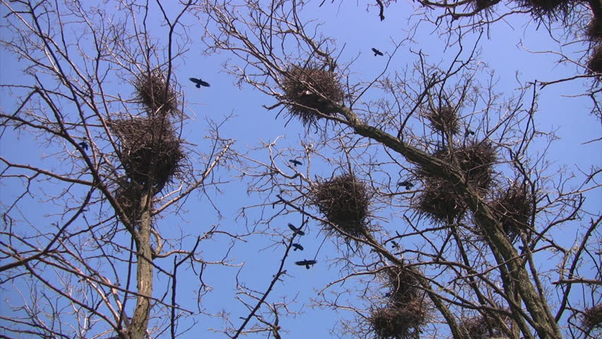 Spring. Trees without leaves, but with big crows' nests against the bright blue