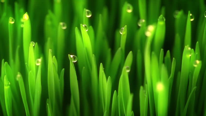 Juicy fresh green grass. Closeup. Drops of dew on the blades of grass. The