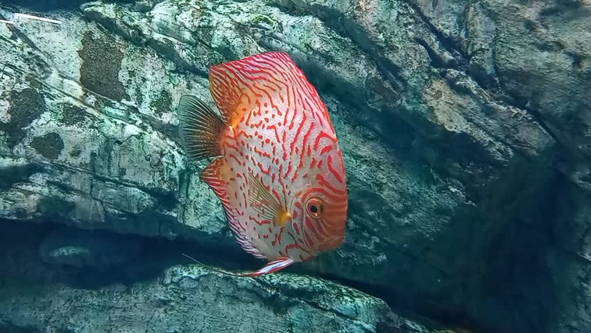 Discus (Symphysodon) fish swimming underwater in an aquarium