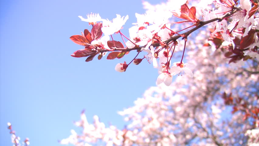 Branch with delicate cherry shakes in the wind against the bright blue sky.