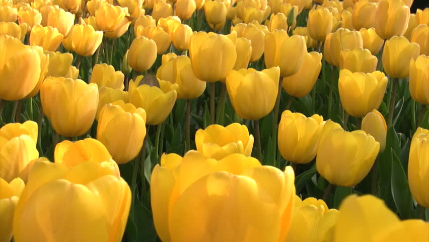 tulips in spring 