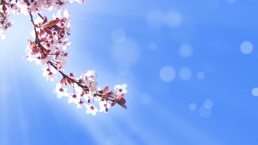 Pale blue moving abstract background. The branch with white cherry blossom