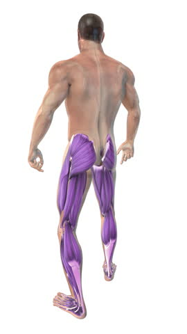 The muscles of the human body from lower back