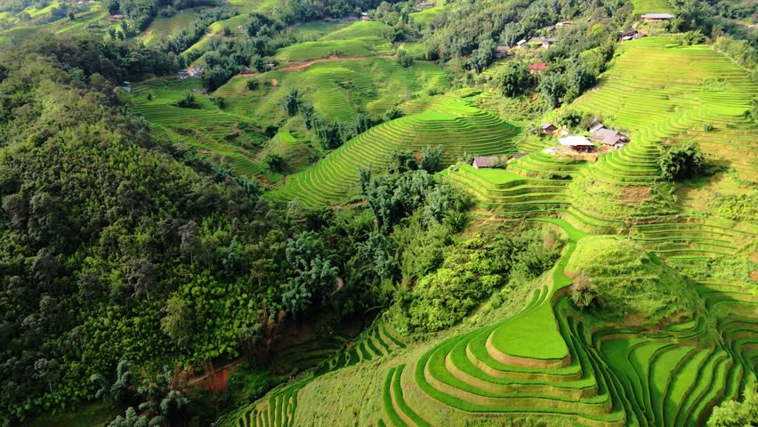 Vivid green rice terraces contouring the hilly valleys creating a surreal landscape, Sapa, north Vietnam. Drone aerial fly through during early morning sun light.