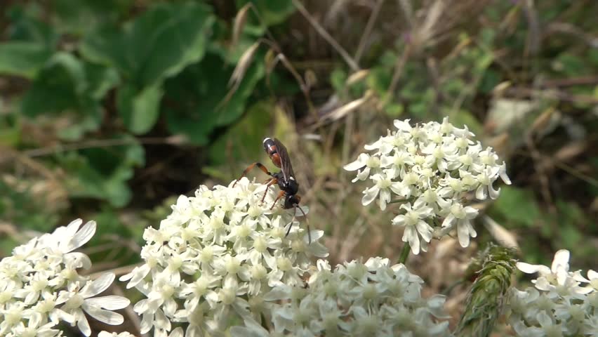 Ichneumon Wasp (Ichneumon sarcatorius) female feeding on a Cow Parsley flowerhead. July, Kent, UK [Slow motion x5]