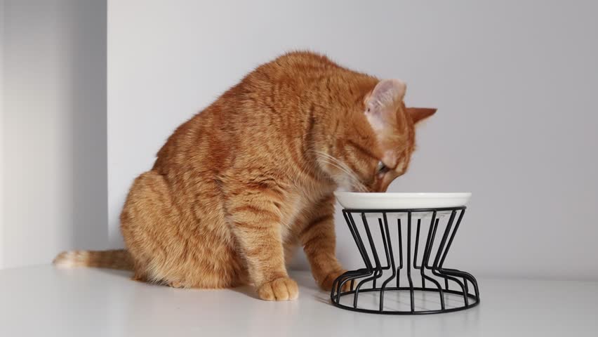 Ginger cat eating from bowl