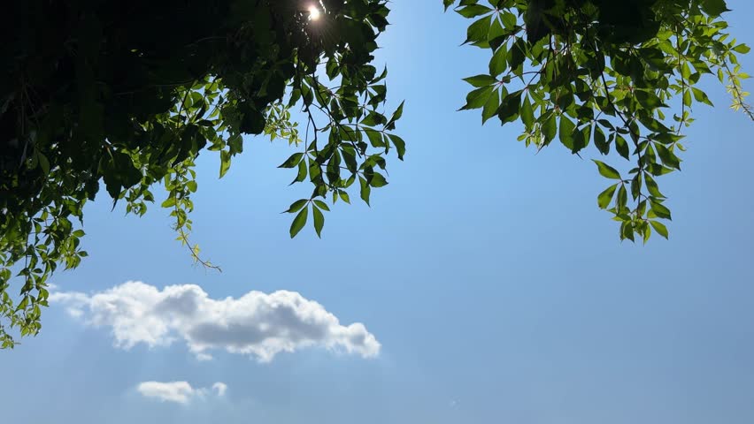 Tree branches green leaves against blue sky
