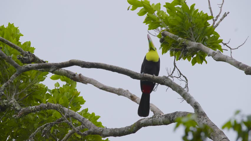 toucan perched on a tree branch in its tropical environment, showcasing its colorful beak and striking plumage.