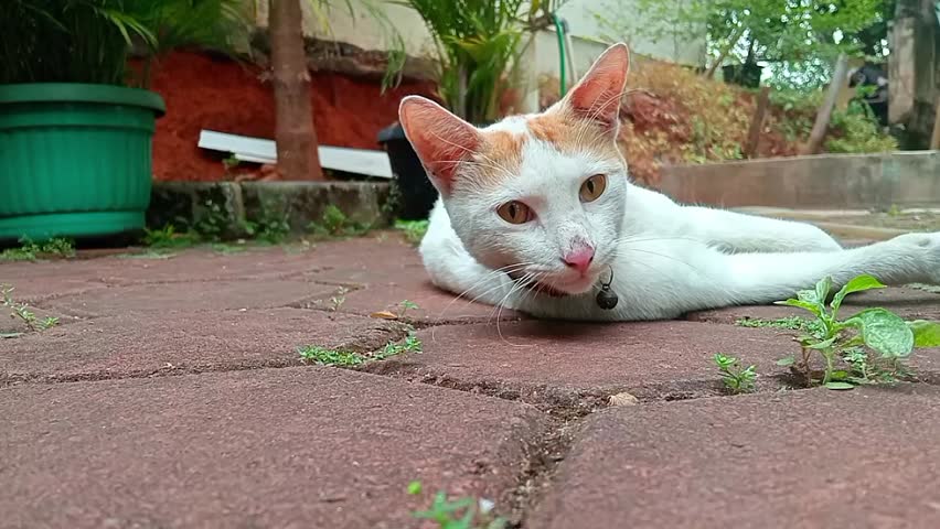 Cats are playing in the garden
