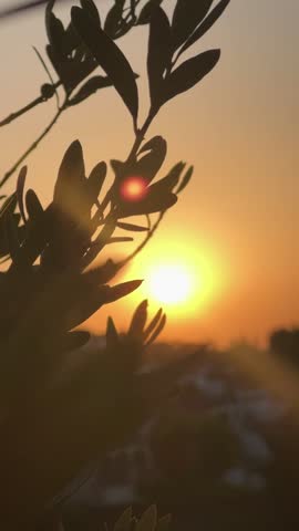 Leaves with sunrise in the background.